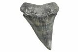 Large, Fossil Broad-Toothed Mako Tooth - South Carolina #214549-1